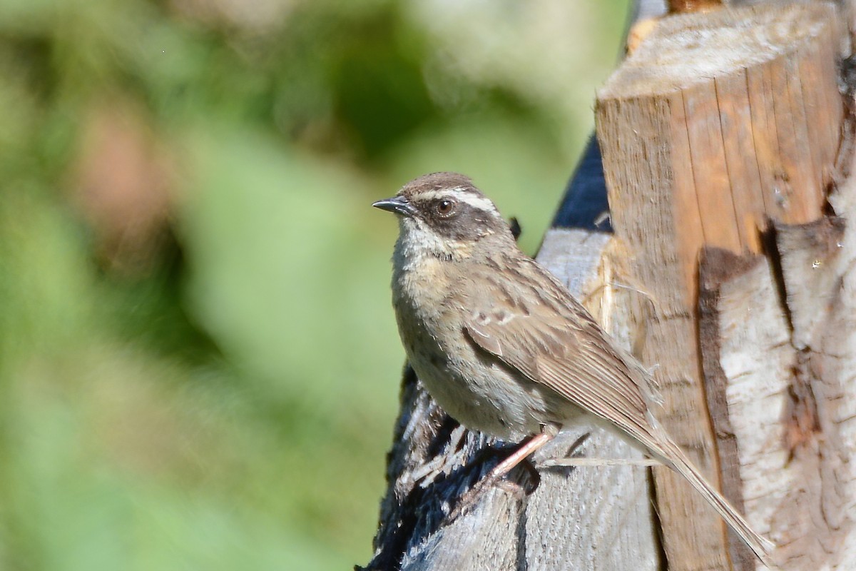 pěvuška skalní (ssp. ocularis) - ML465057701