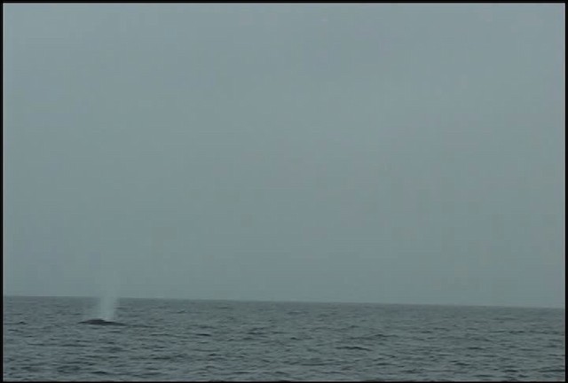 blue whale - ML465058