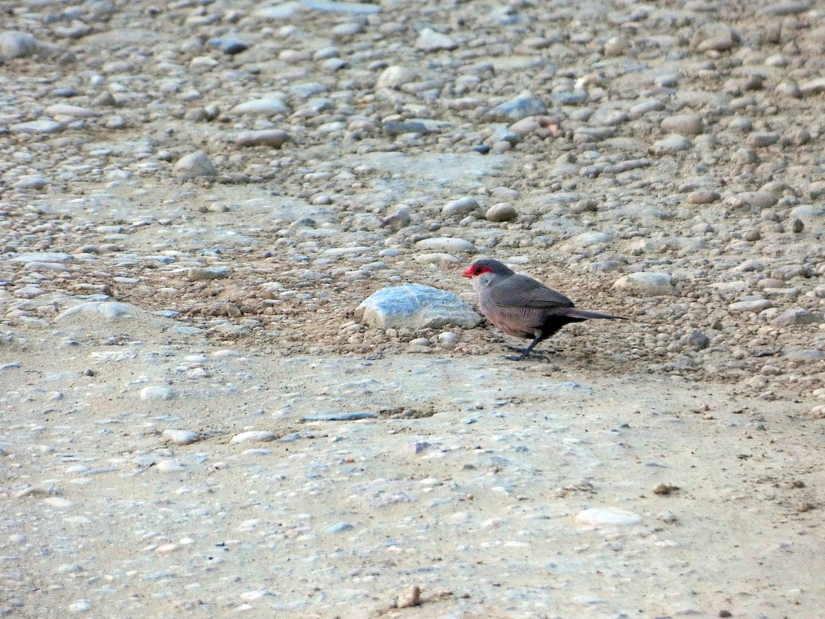 Common Waxbill - ML465058441