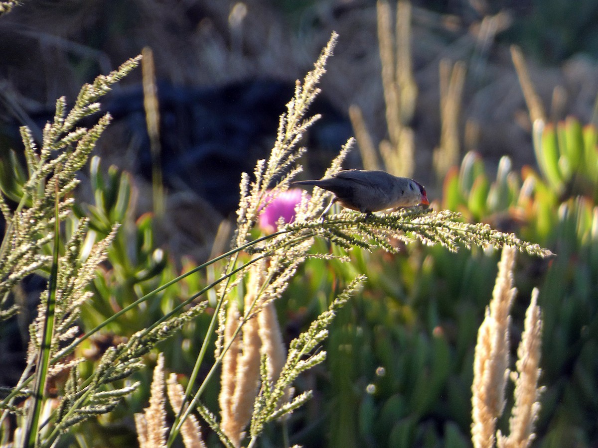 Common Waxbill - ML465058491