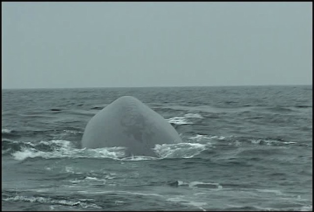 blue whale - ML465059