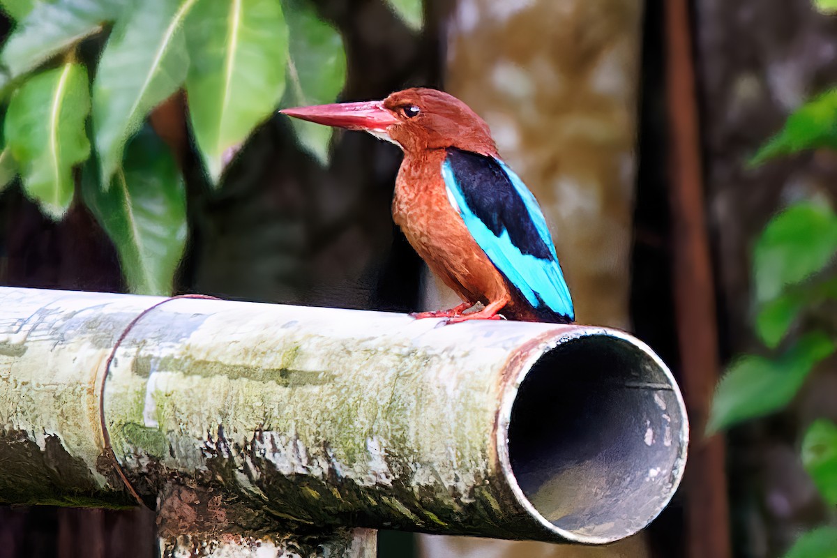 Brown-breasted Kingfisher - ML465059561