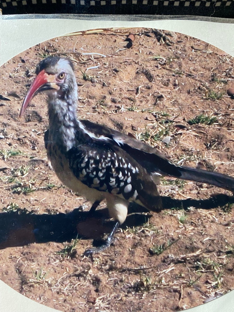 Southern Red-billed Hornbill - ML465059711