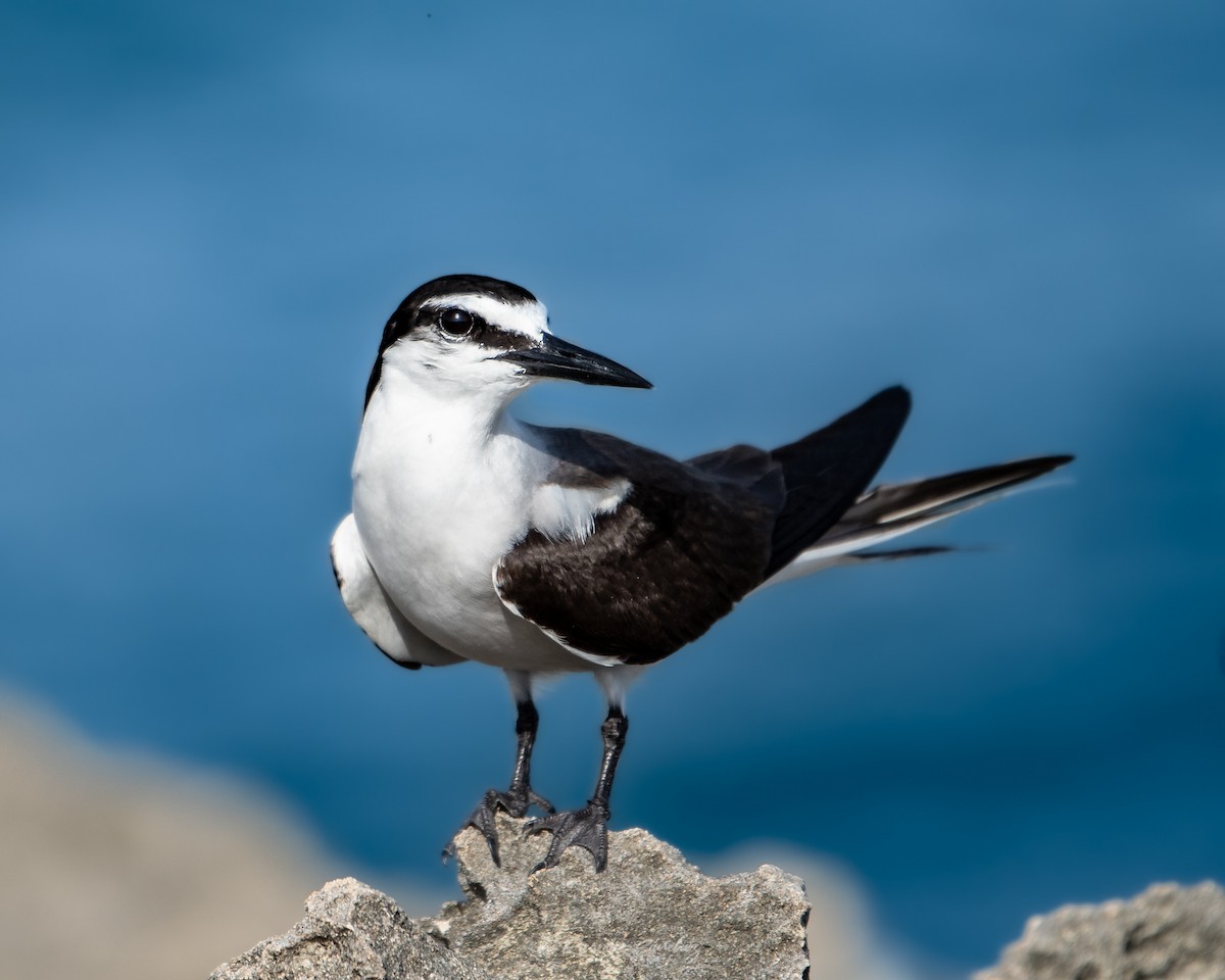 Bridled Tern - Ricardo Sánchez