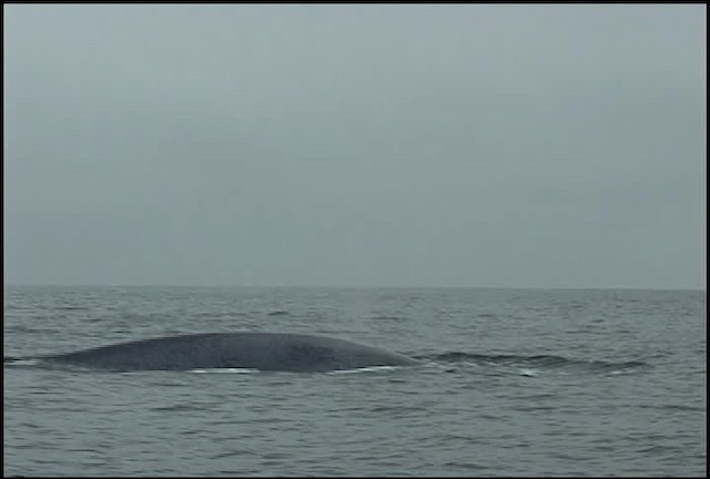 blue whale - ML465060