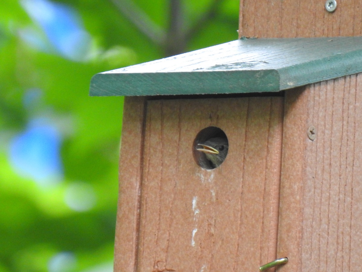 House Wren - ML465060381