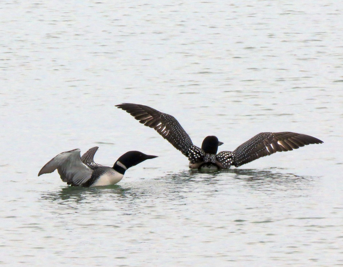 Common Loon - Karen Halliday