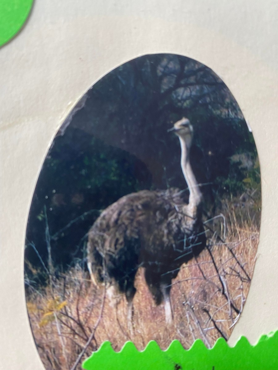 Common Ostrich - Alexander Taylor
