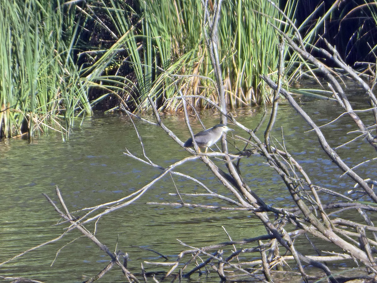 Black-crowned Night Heron - ML465060821