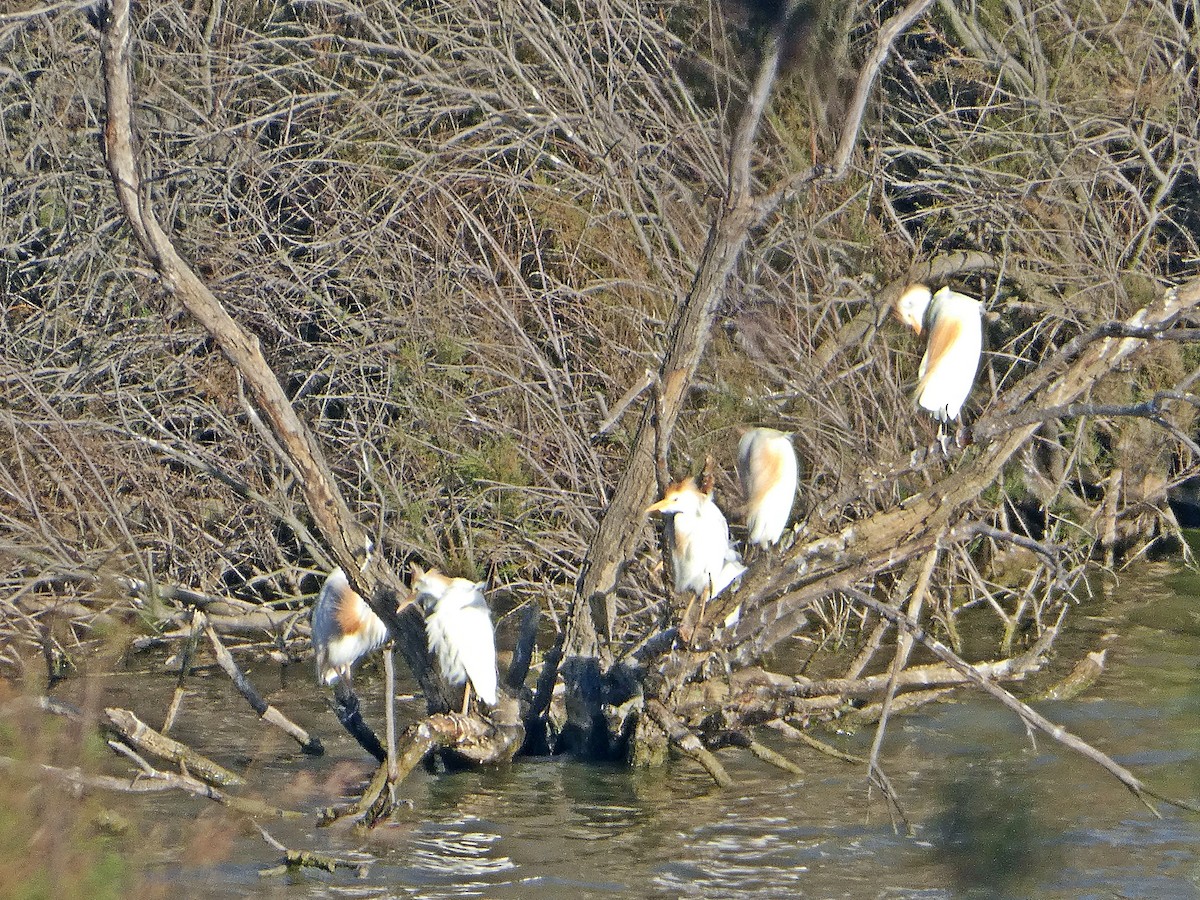 Western Cattle Egret - ML465061641