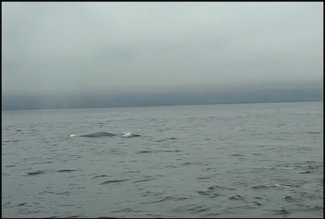 blue whale - ML465062