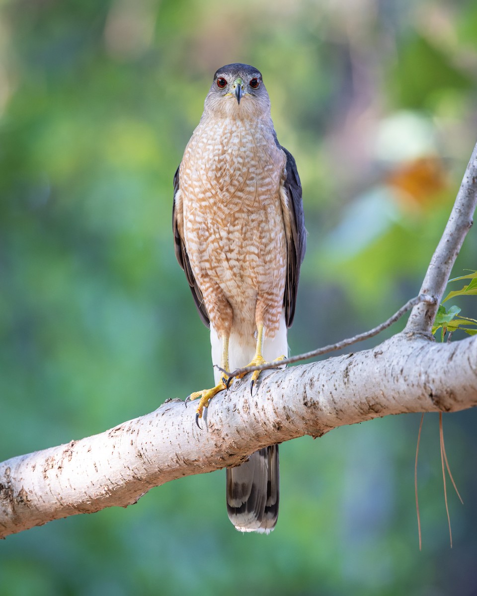 Cooper's Hawk - ML465063051