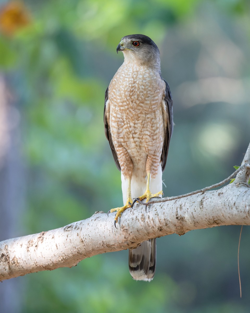 Cooper's Hawk - ML465063091