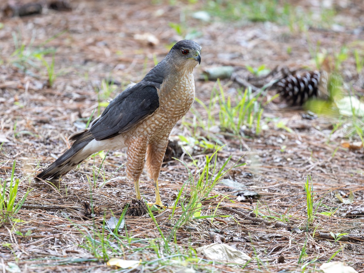 Cooper's Hawk - ML465063201