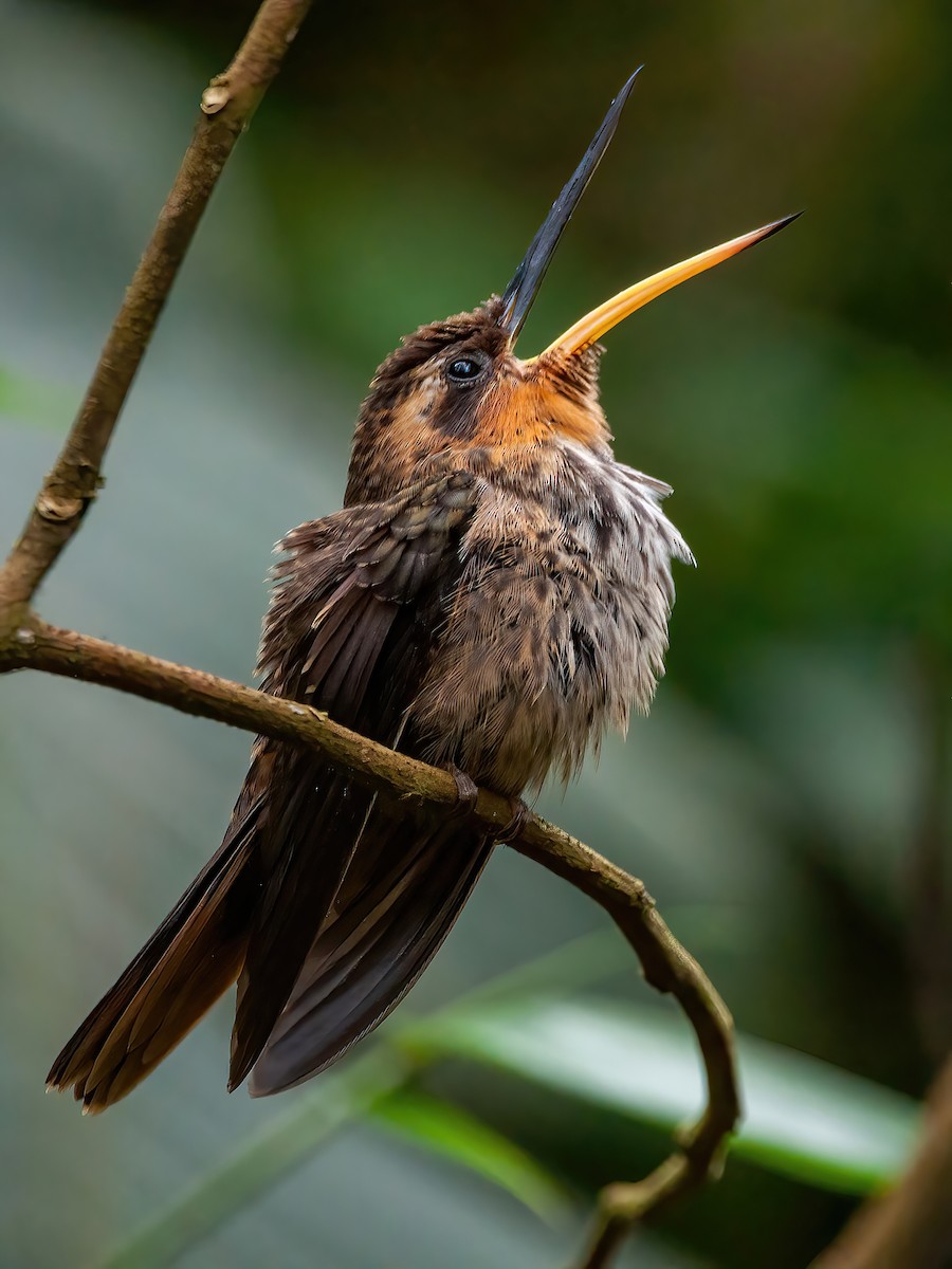 Saw-billed Hermit - Raphael Kurz -  Aves do Sul