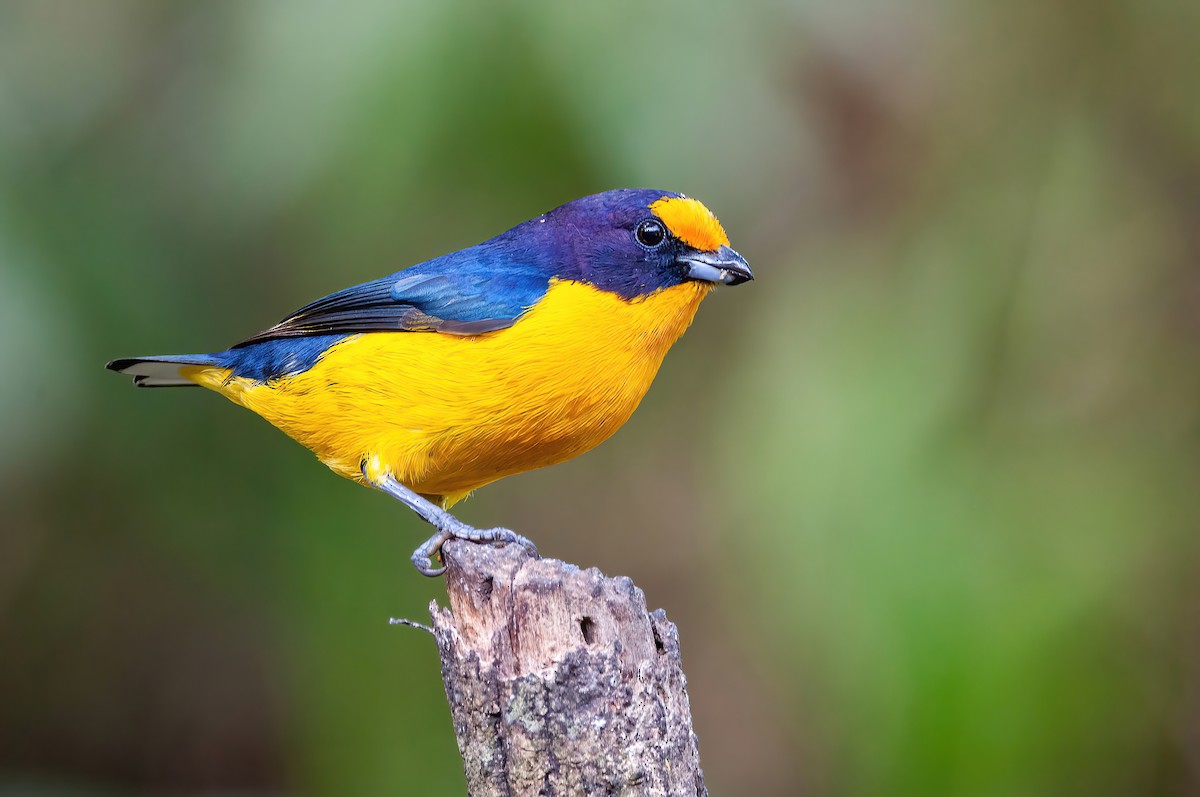 Violaceous Euphonia - ML465063821