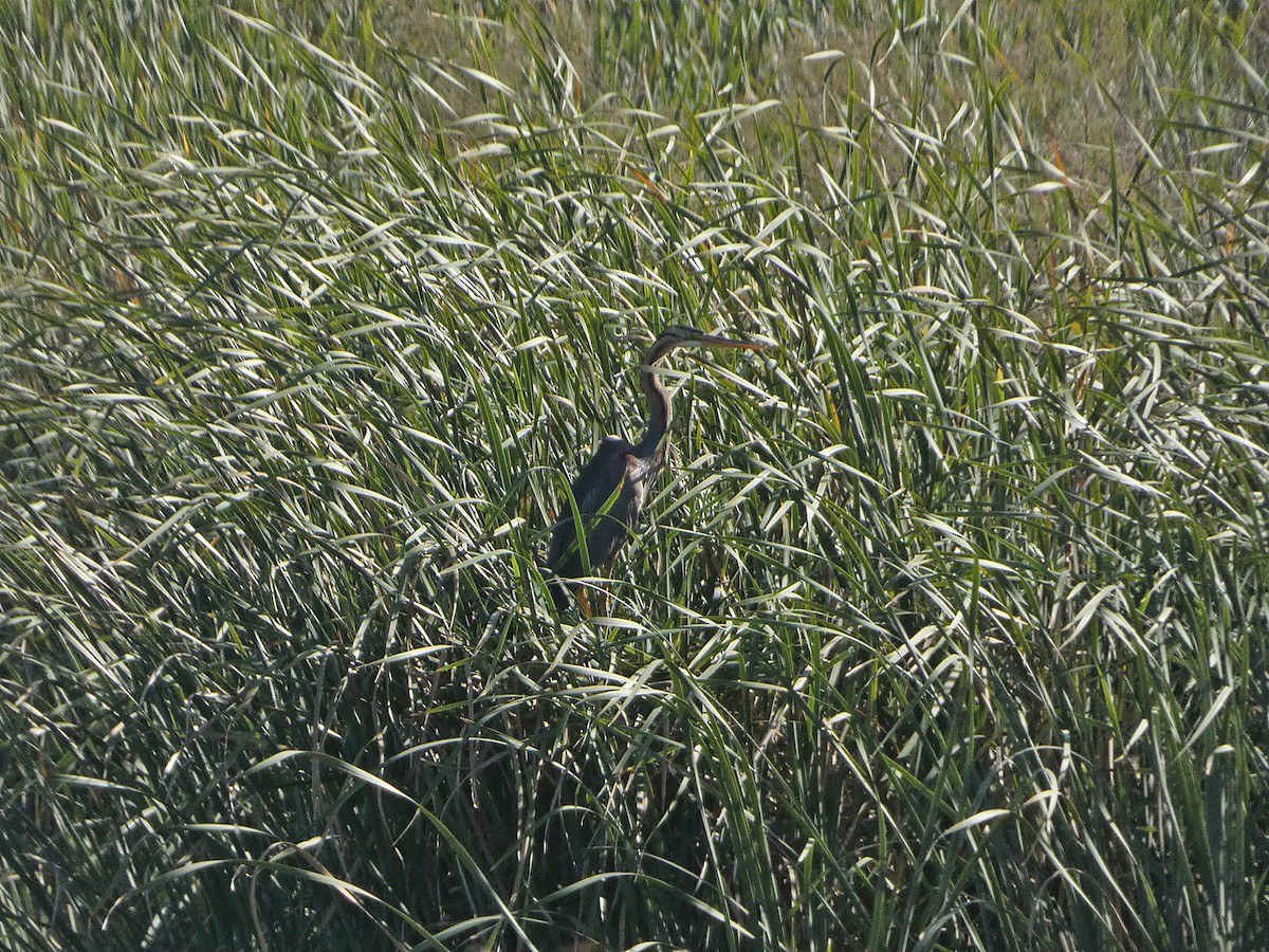 Purple Heron - ML465064271