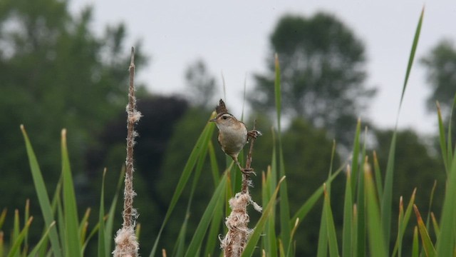 Marsh Wren - ML465064391