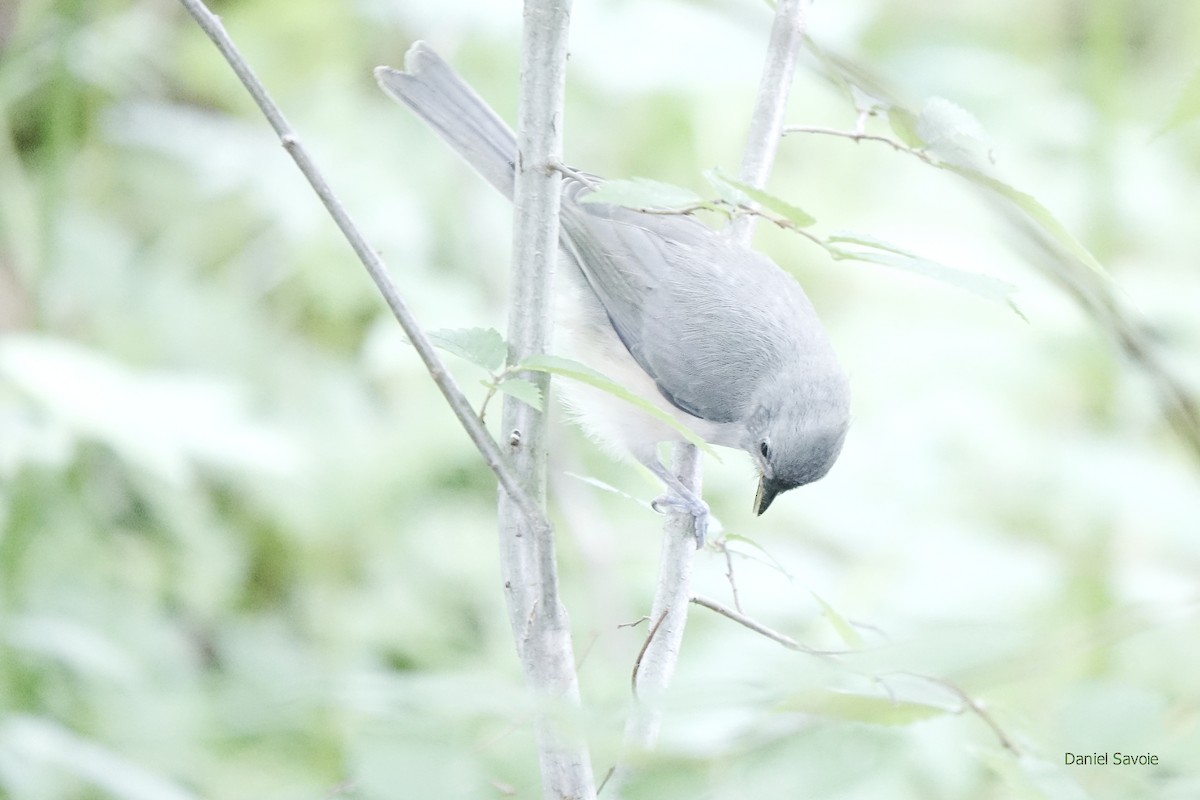 Tufted Titmouse - ML465064661