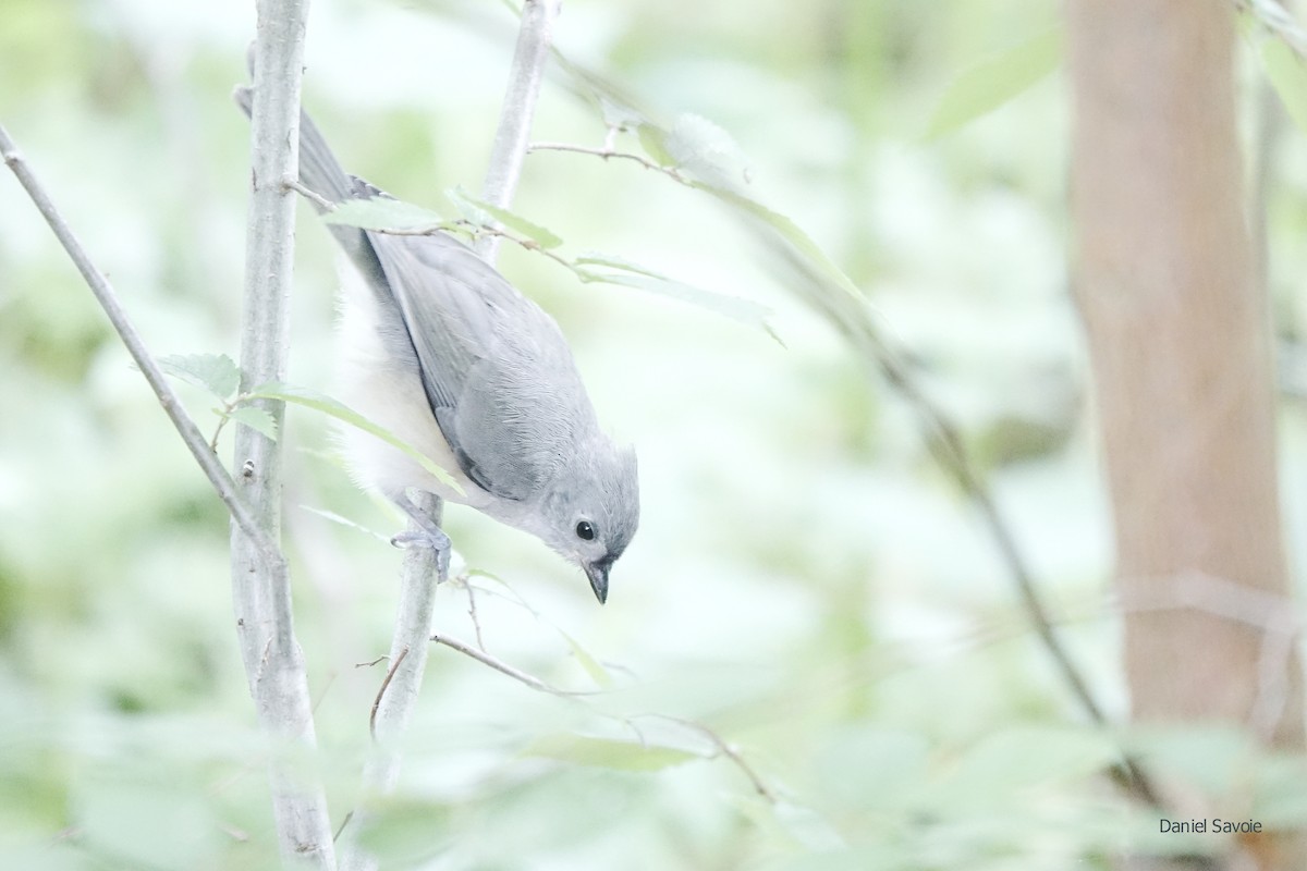 Tufted Titmouse - Daniel Savoie