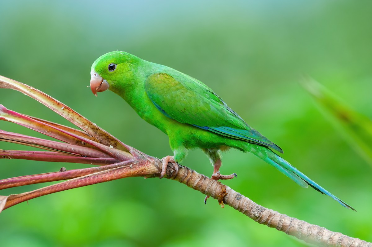 Plain Parakeet - ML465065241