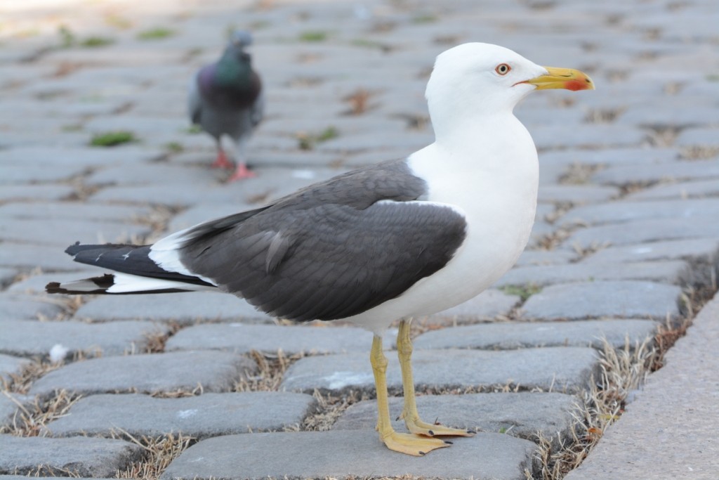 Lesser Black-backed Gull - ML465066071