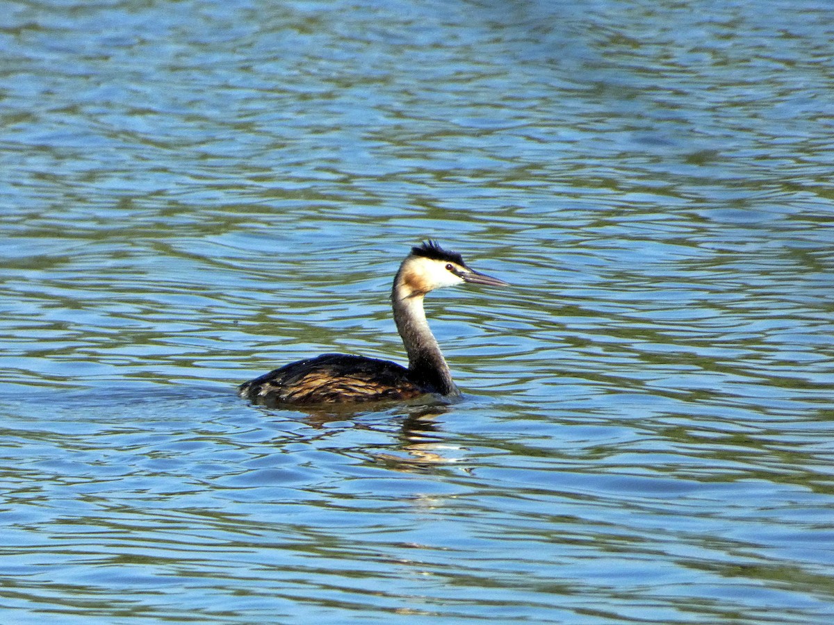 Great Crested Grebe - ML465066571