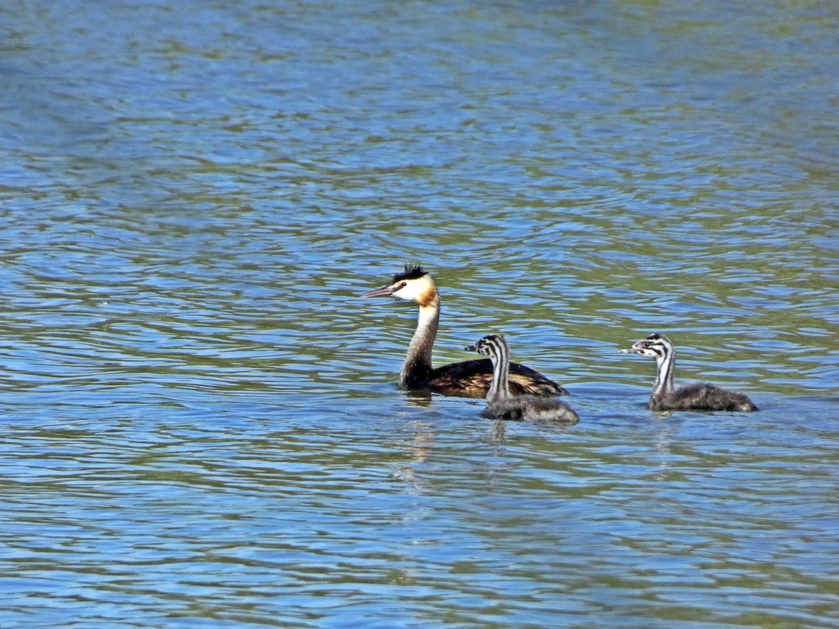 Great Crested Grebe - ML465066631