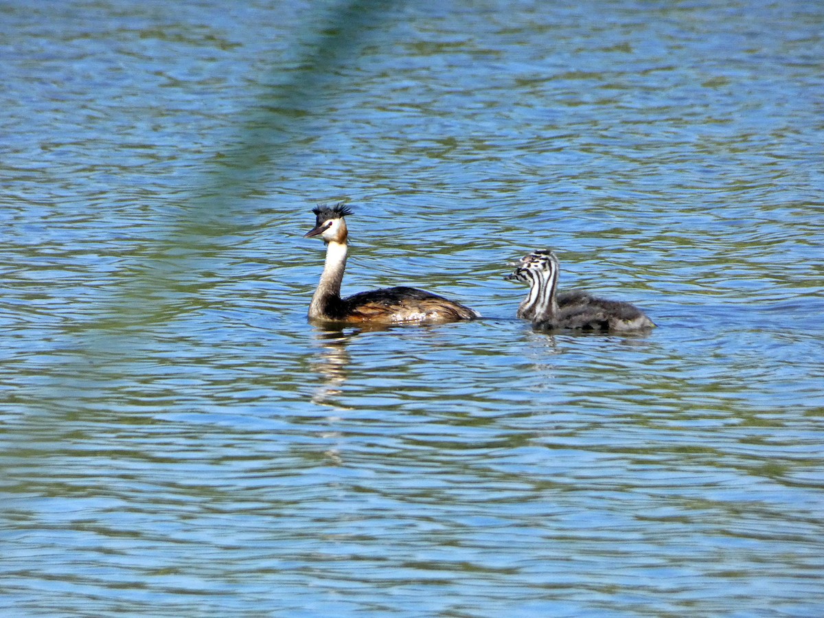 Great Crested Grebe - ML465066681