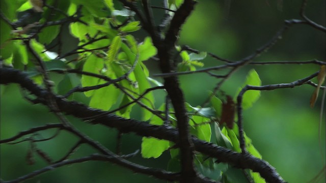 Sulphur-bellied Flycatcher - ML465068