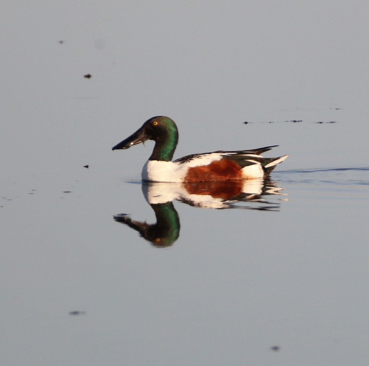 Northern Shoveler - ML465069301