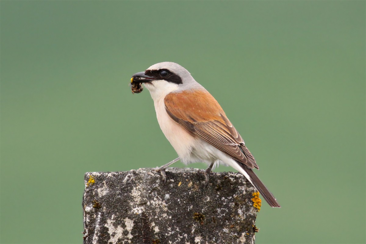 Red-backed Shrike - ML465069881