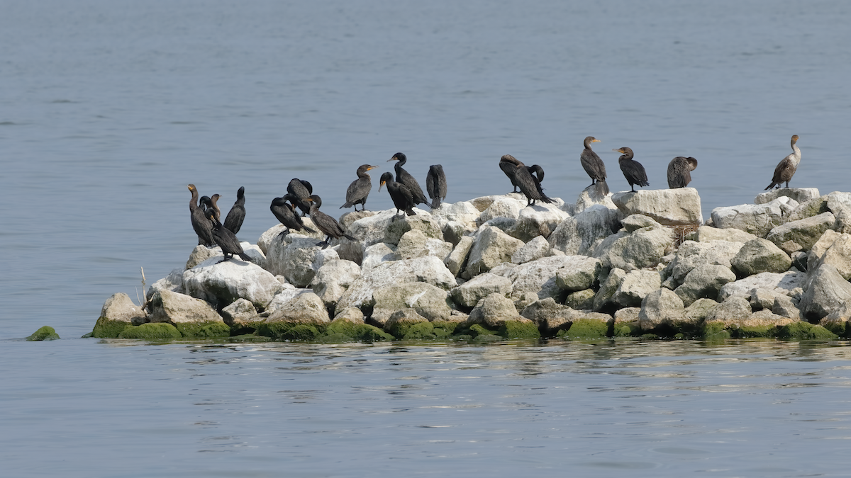 Double-crested Cormorant - Marcus Buck