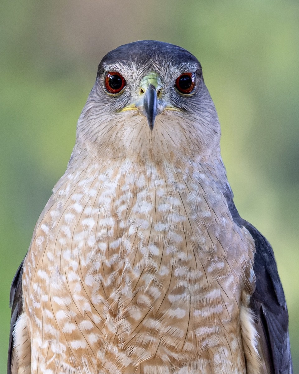 Cooper's Hawk - ML465070931