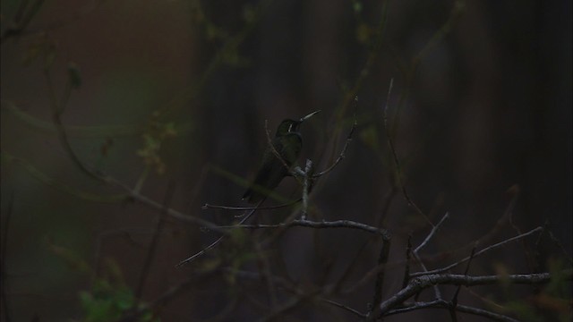 kolibřík blankytohrdlý - ML465071