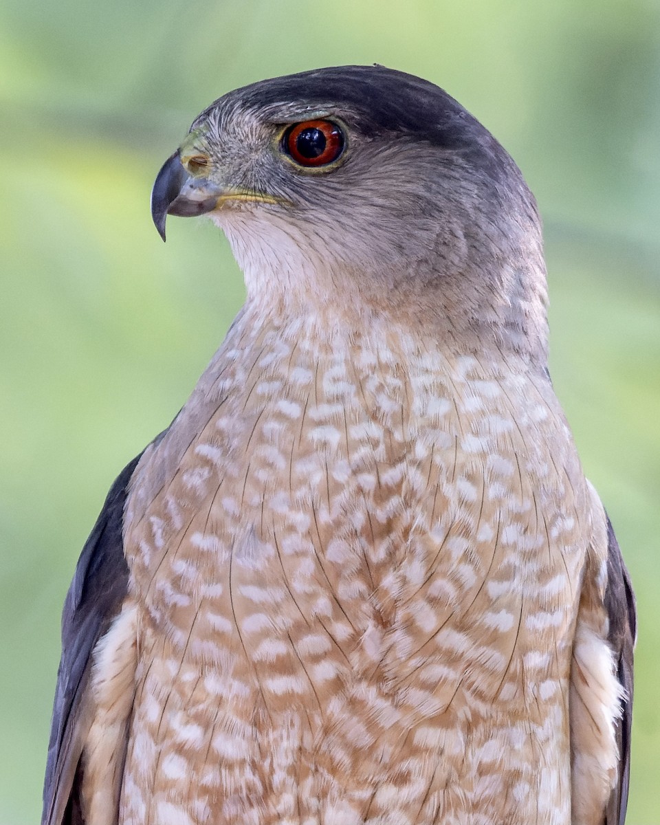 Cooper's Hawk - ML465071501