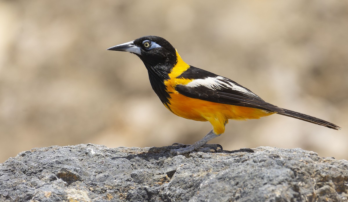 Venezuelan Troupial - ML465071701