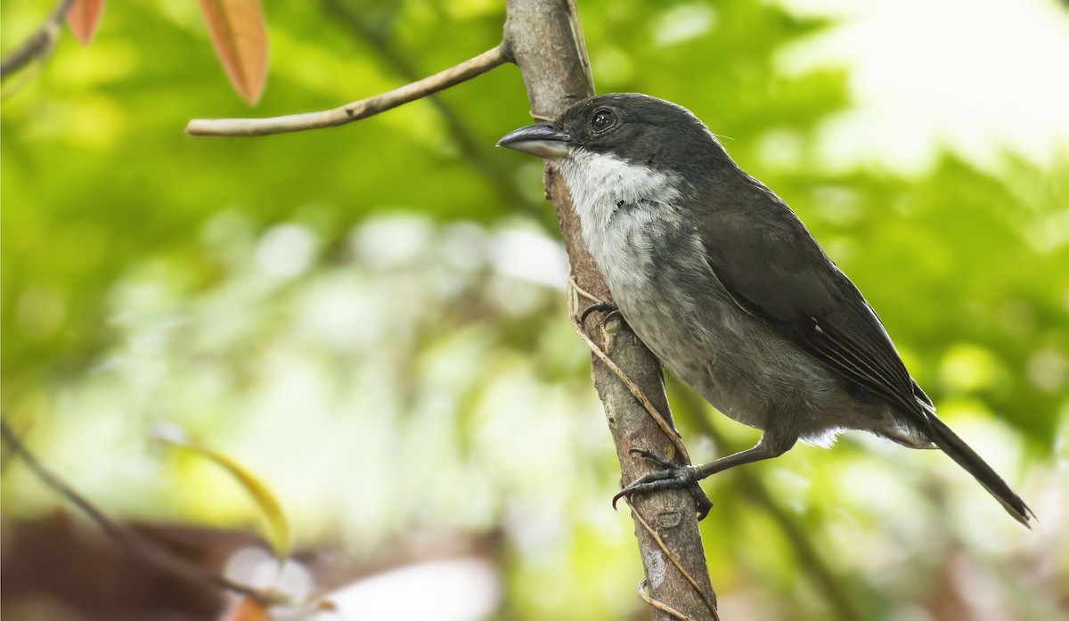 Puerto Rican Tanager - Marky Mutchler