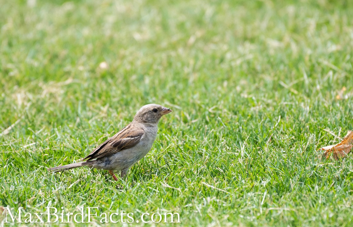 House Sparrow - ML465071971