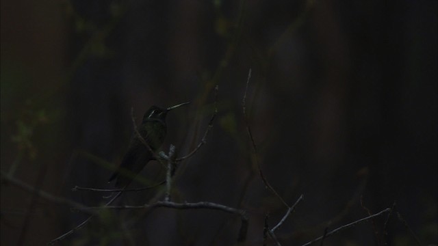 kolibřík blankytohrdlý - ML465072