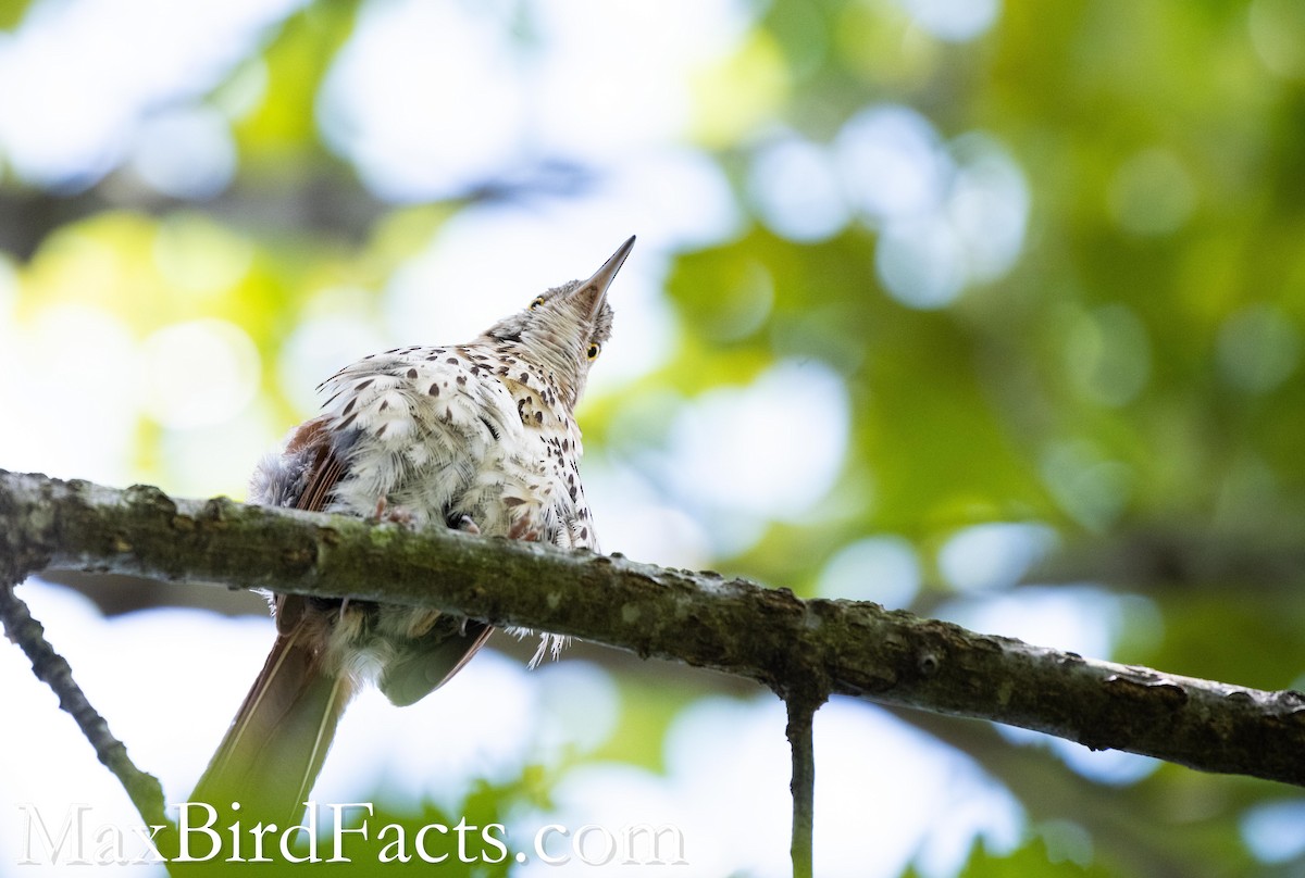 Brown Thrasher - Maxfield Weakley