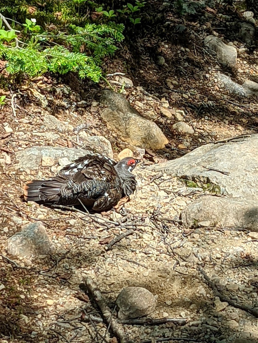 Spruce Grouse - ML465072751