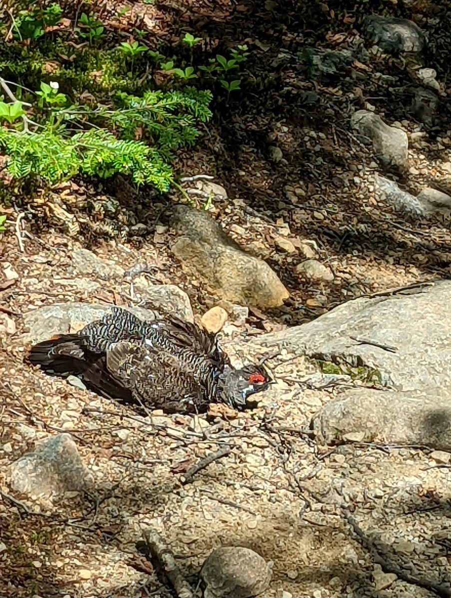 Spruce Grouse - ML465072761