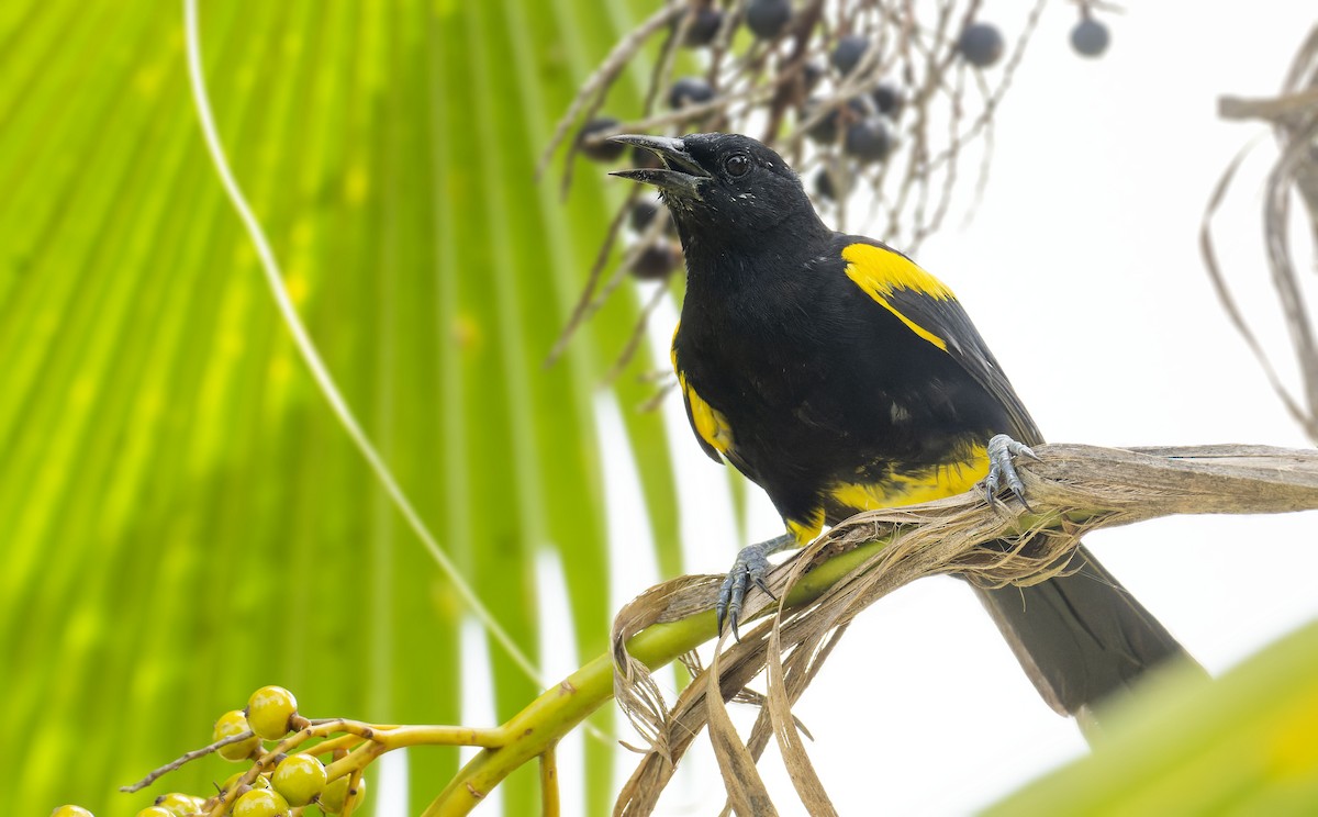 Puerto Rican Oriole - ML465072771