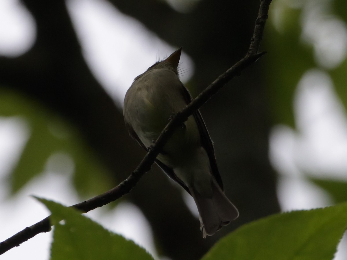 Eastern Wood-Pewee - ML465072861