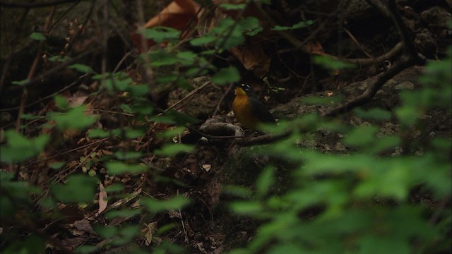 Fan-tailed Warbler - ML465073