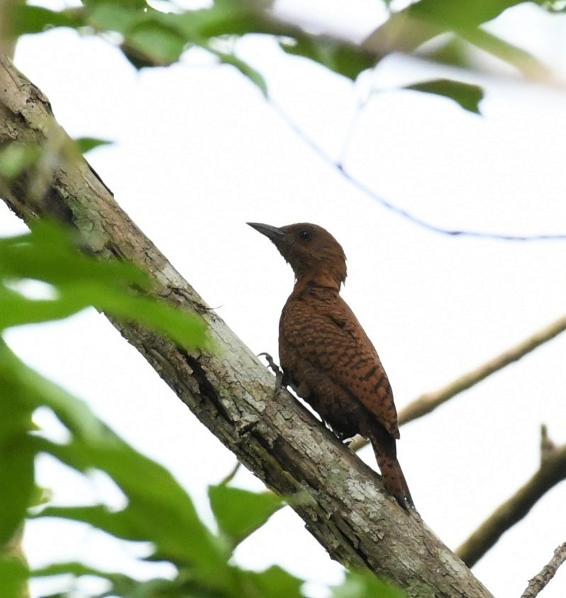 Rufous Woodpecker - ML465073961
