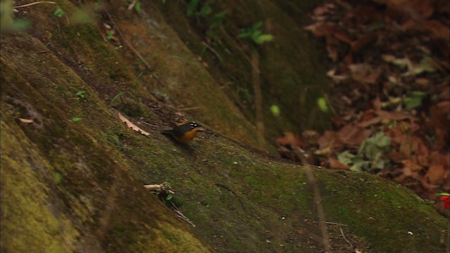 Fan-tailed Warbler - ML465074