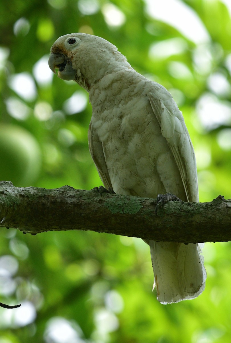 Tanimbar Corella - Latha  Prabhakaran