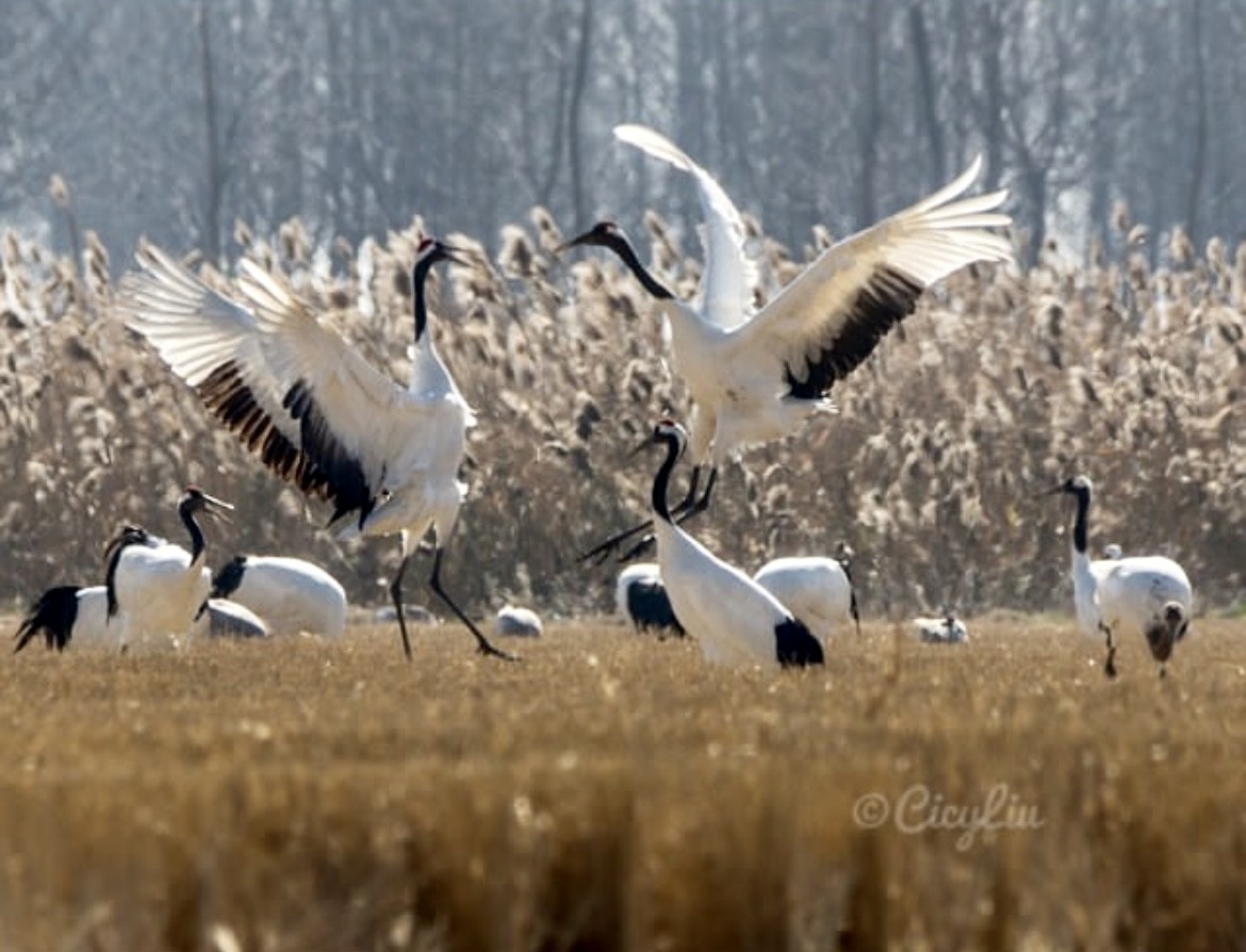 Red-crowned Crane - XI LIU